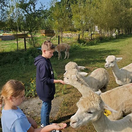 Dartmoor Reach Alpaca Farm Heated Cabins 5 Mins Drive To Dartmoor Bovey Tracey Bagian luar foto
