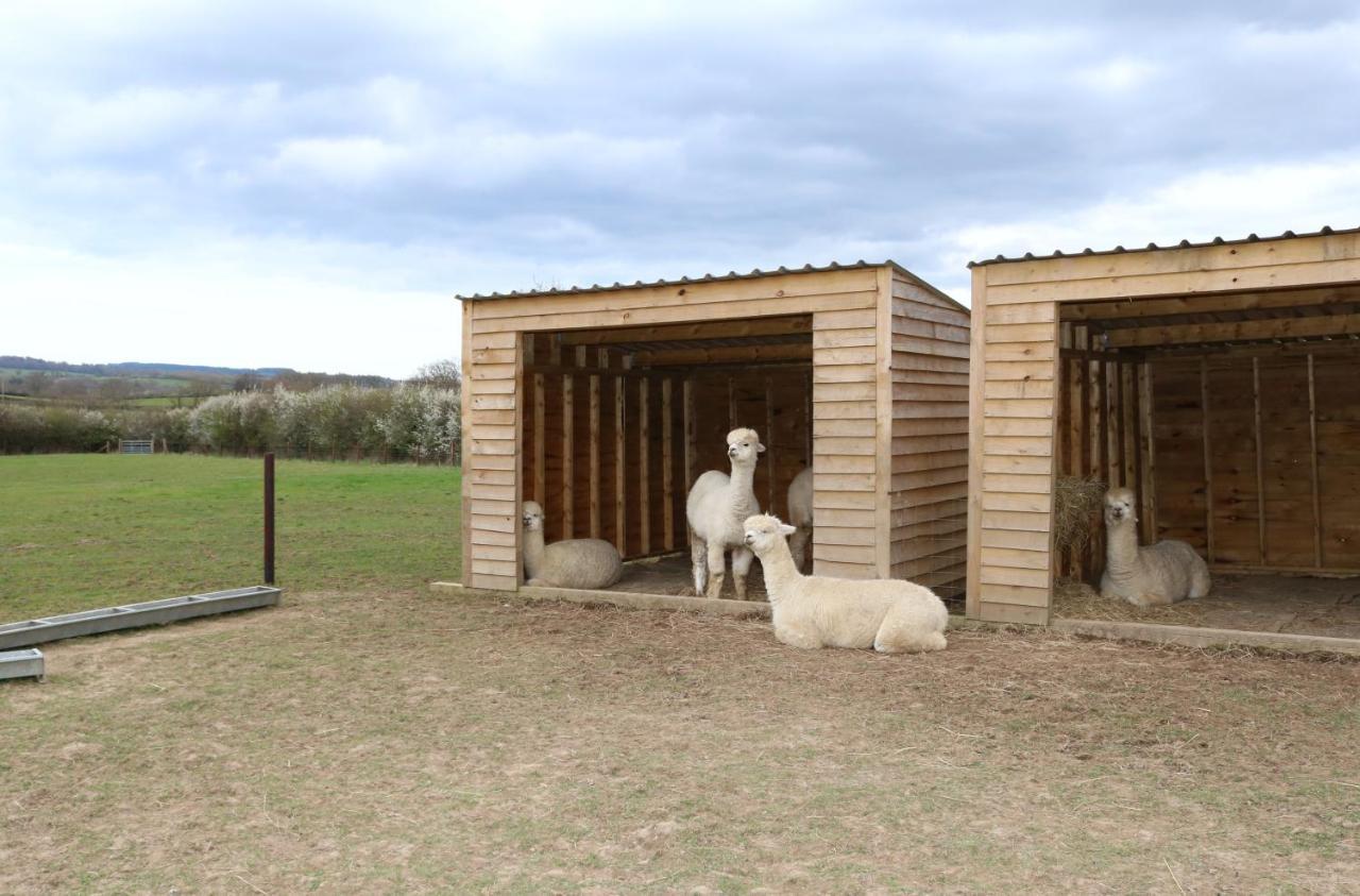 Dartmoor Reach Alpaca Farm Heated Cabins 5 Mins Drive To Dartmoor Bovey Tracey Bagian luar foto