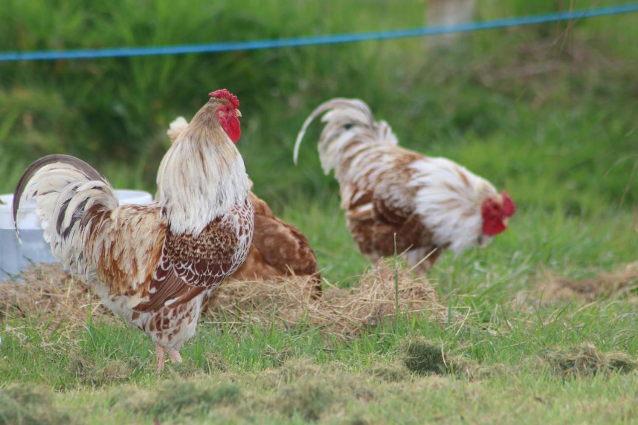 Dartmoor Reach Alpaca Farm Heated Cabins 5 Mins Drive To Dartmoor Bovey Tracey Bagian luar foto