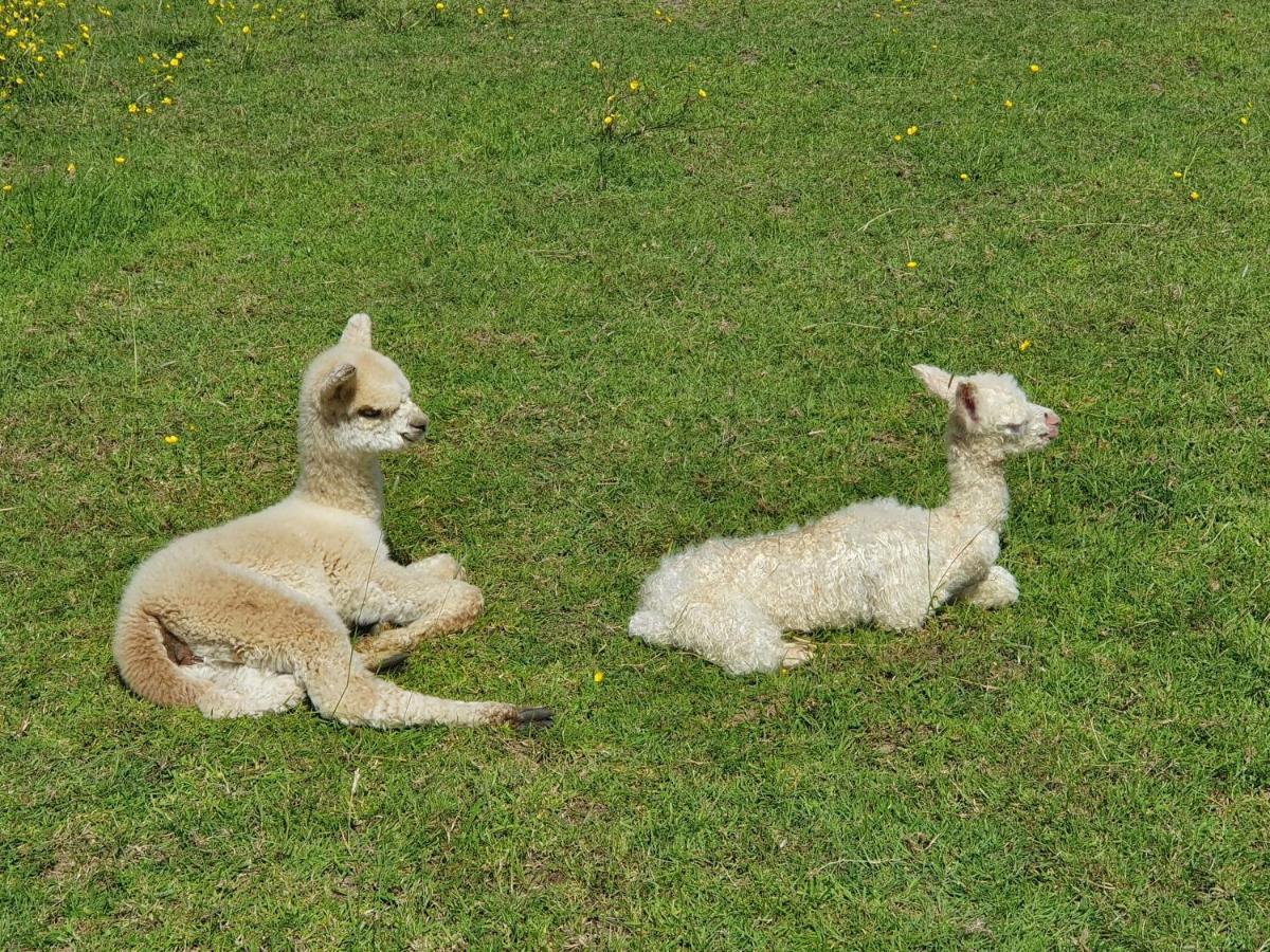 Dartmoor Reach Alpaca Farm Heated Cabins 5 Mins Drive To Dartmoor Bovey Tracey Bagian luar foto