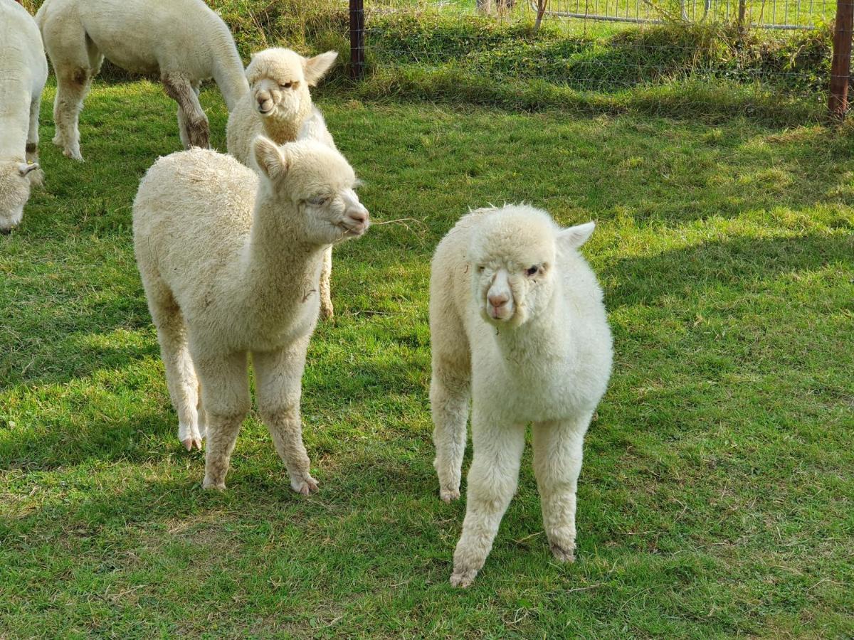 Dartmoor Reach Alpaca Farm Heated Cabins 5 Mins Drive To Dartmoor Bovey Tracey Bagian luar foto