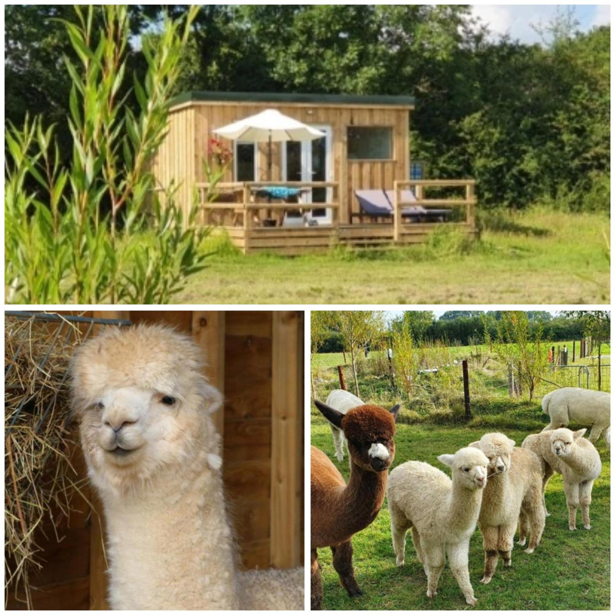 Dartmoor Reach Alpaca Farm Heated Cabins 5 Mins Drive To Dartmoor Bovey Tracey Bagian luar foto