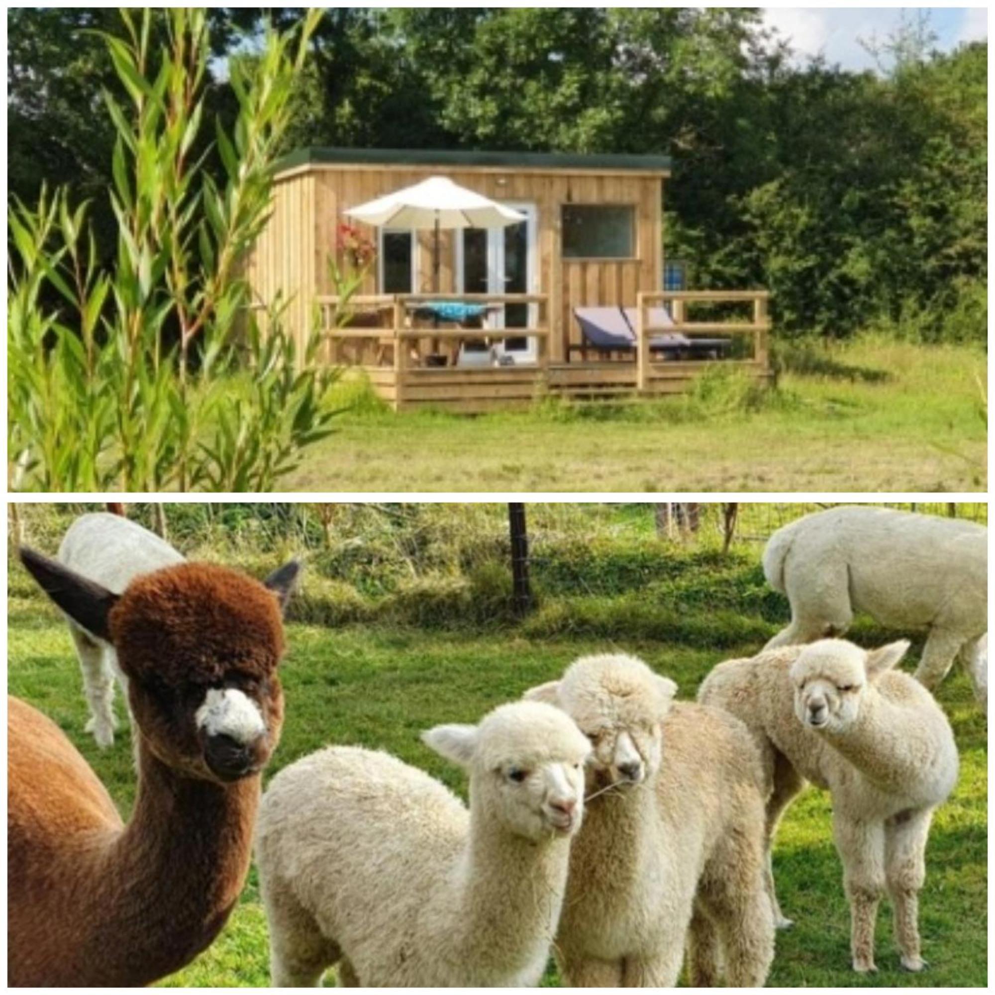 Dartmoor Reach Alpaca Farm Heated Cabins 5 Mins Drive To Dartmoor Bovey Tracey Bagian luar foto