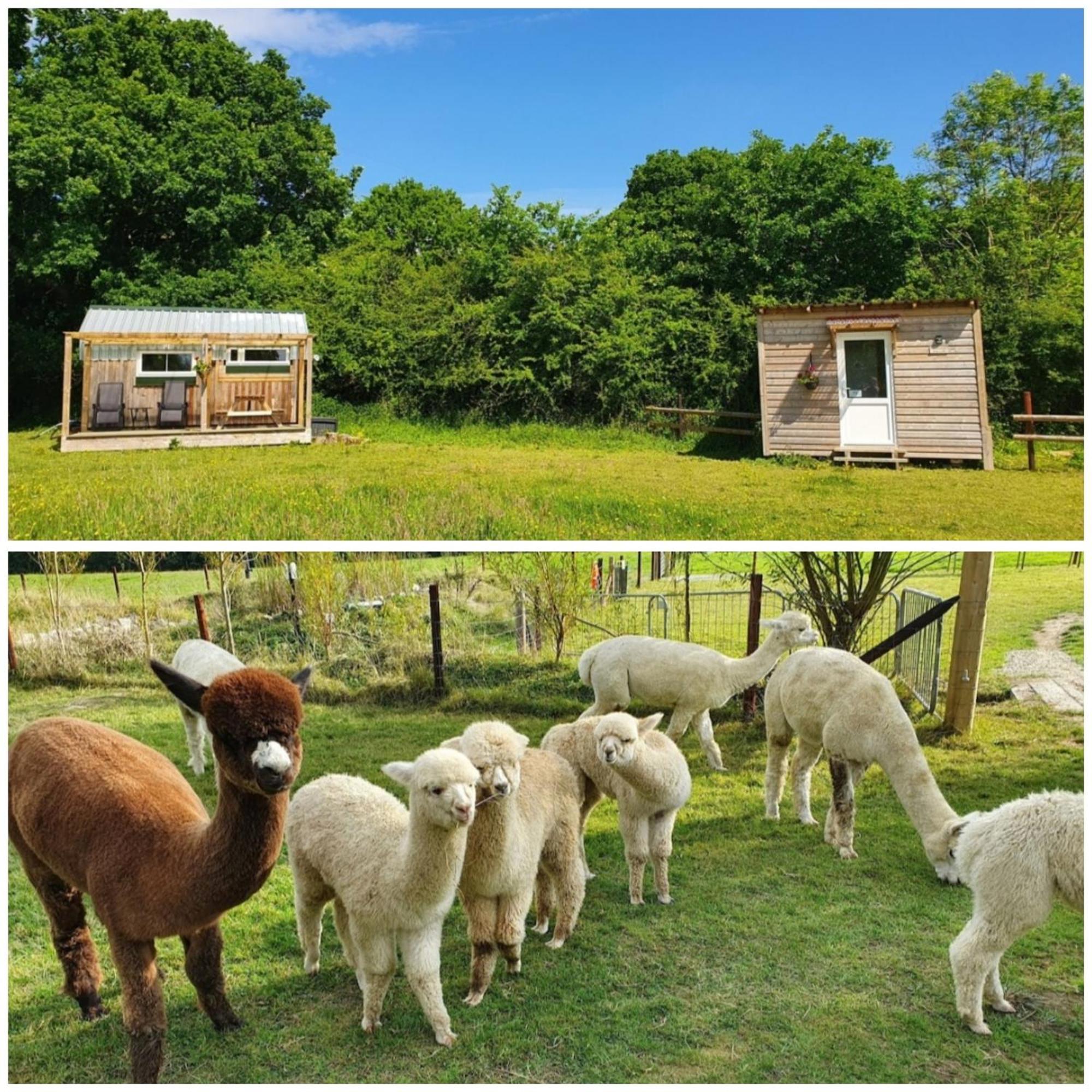 Dartmoor Reach Alpaca Farm Heated Cabins 5 Mins Drive To Dartmoor Bovey Tracey Ruang foto