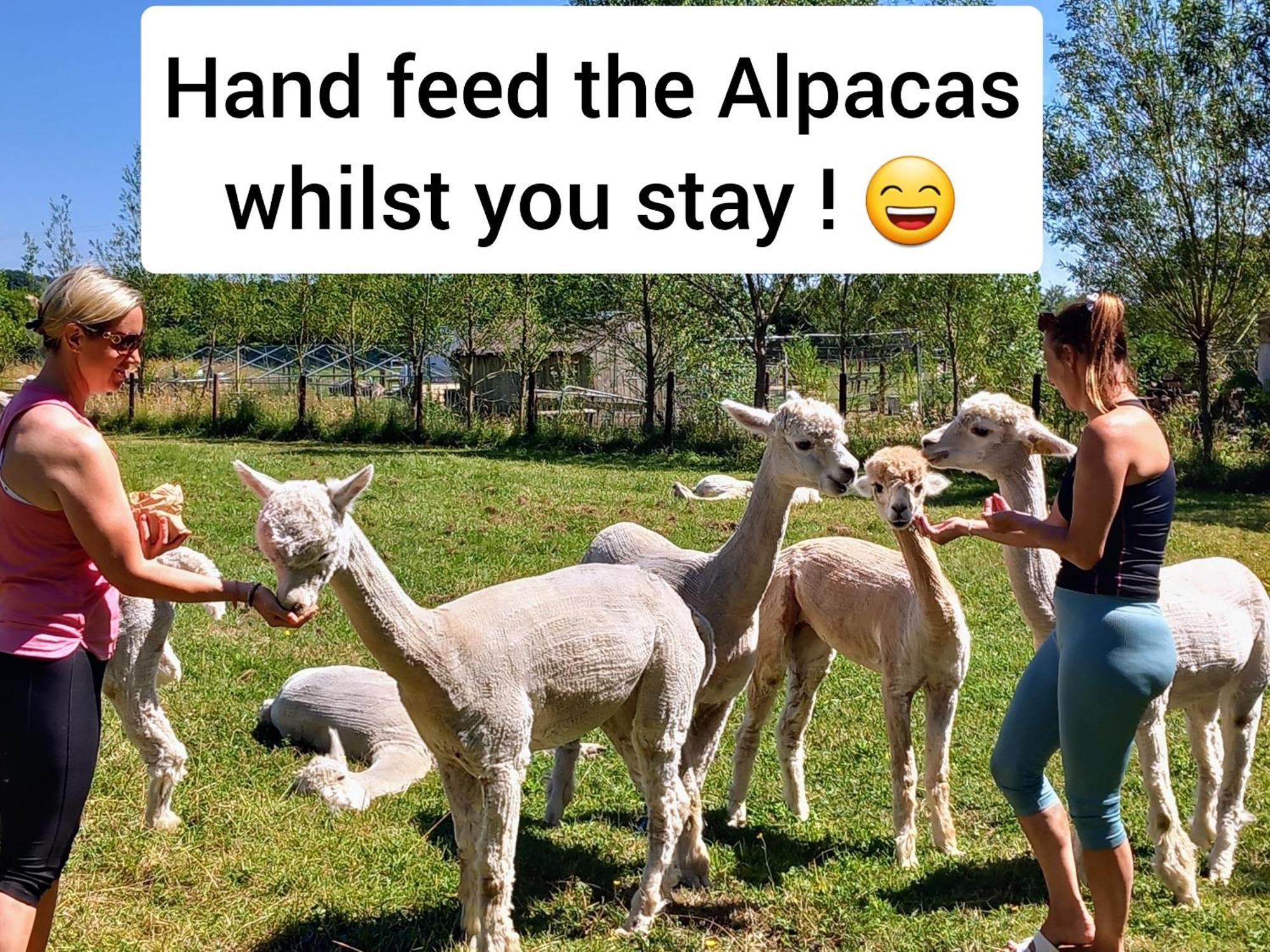 Dartmoor Reach Alpaca Farm Heated Cabins 5 Mins Drive To Dartmoor Bovey Tracey Bagian luar foto