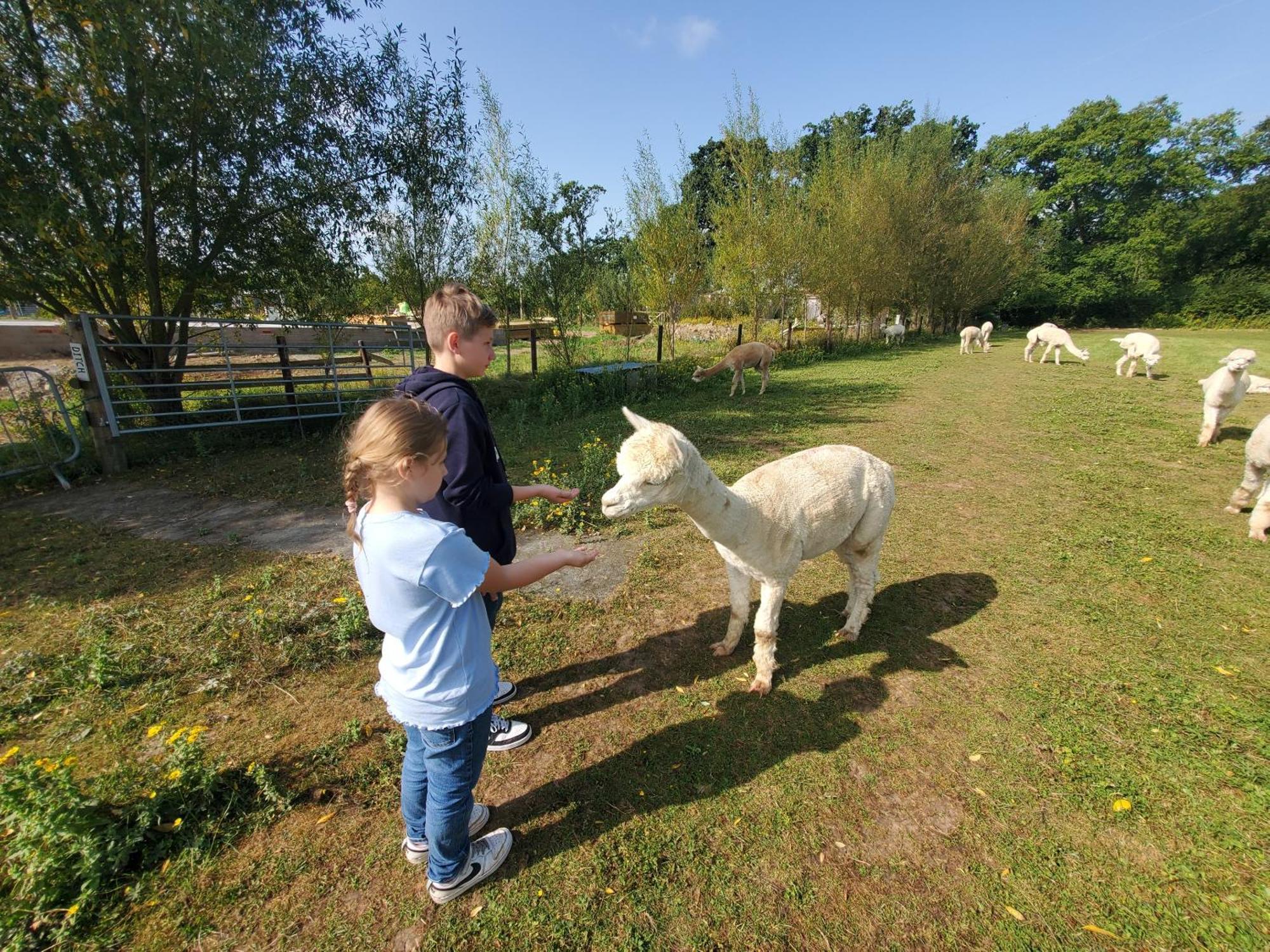 Dartmoor Reach Alpaca Farm Heated Cabins 5 Mins Drive To Dartmoor Bovey Tracey Bagian luar foto