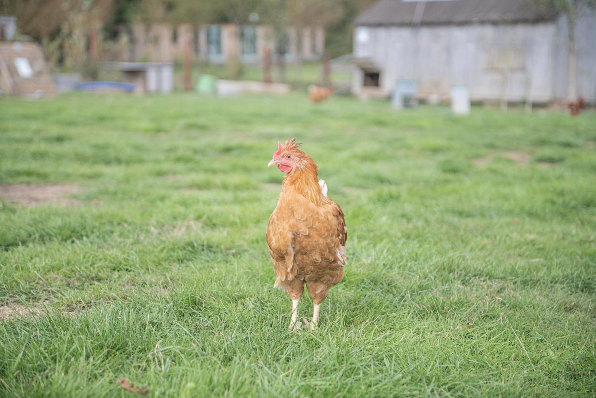 Dartmoor Reach Alpaca Farm Heated Cabins 5 Mins Drive To Dartmoor Bovey Tracey Ruang foto