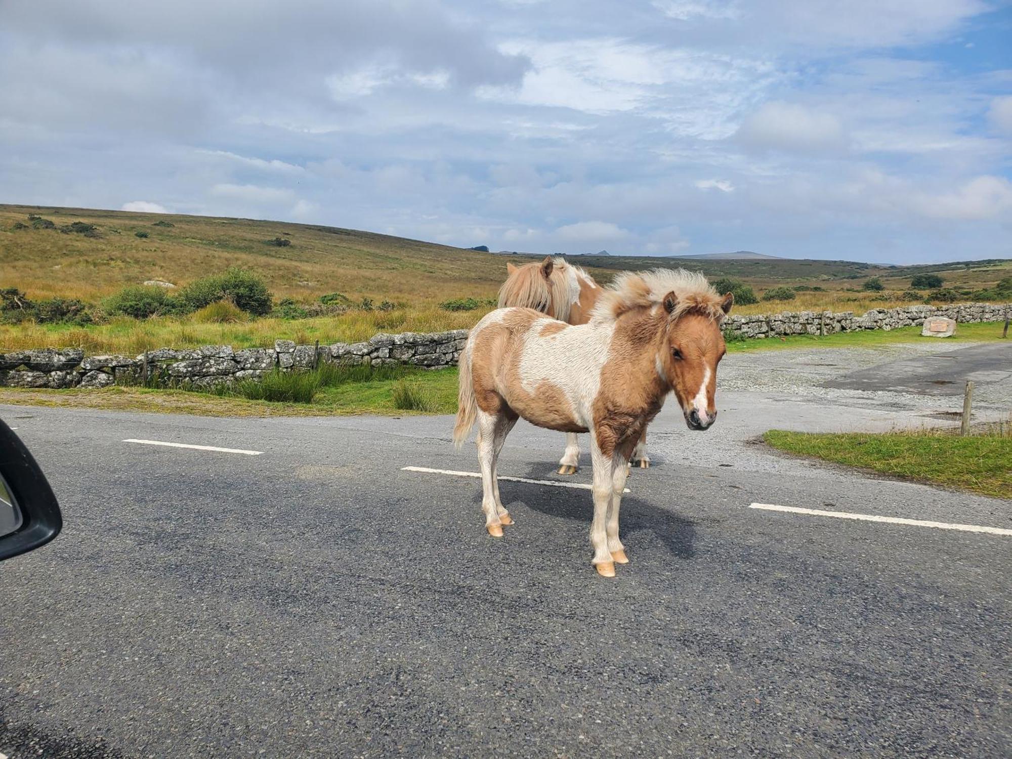 Dartmoor Reach Alpaca Farm Heated Cabins 5 Mins Drive To Dartmoor Bovey Tracey Bagian luar foto