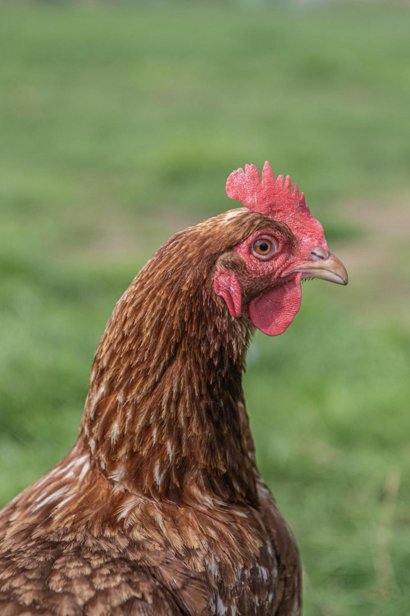 Dartmoor Reach Alpaca Farm Heated Cabins 5 Mins Drive To Dartmoor Bovey Tracey Bagian luar foto