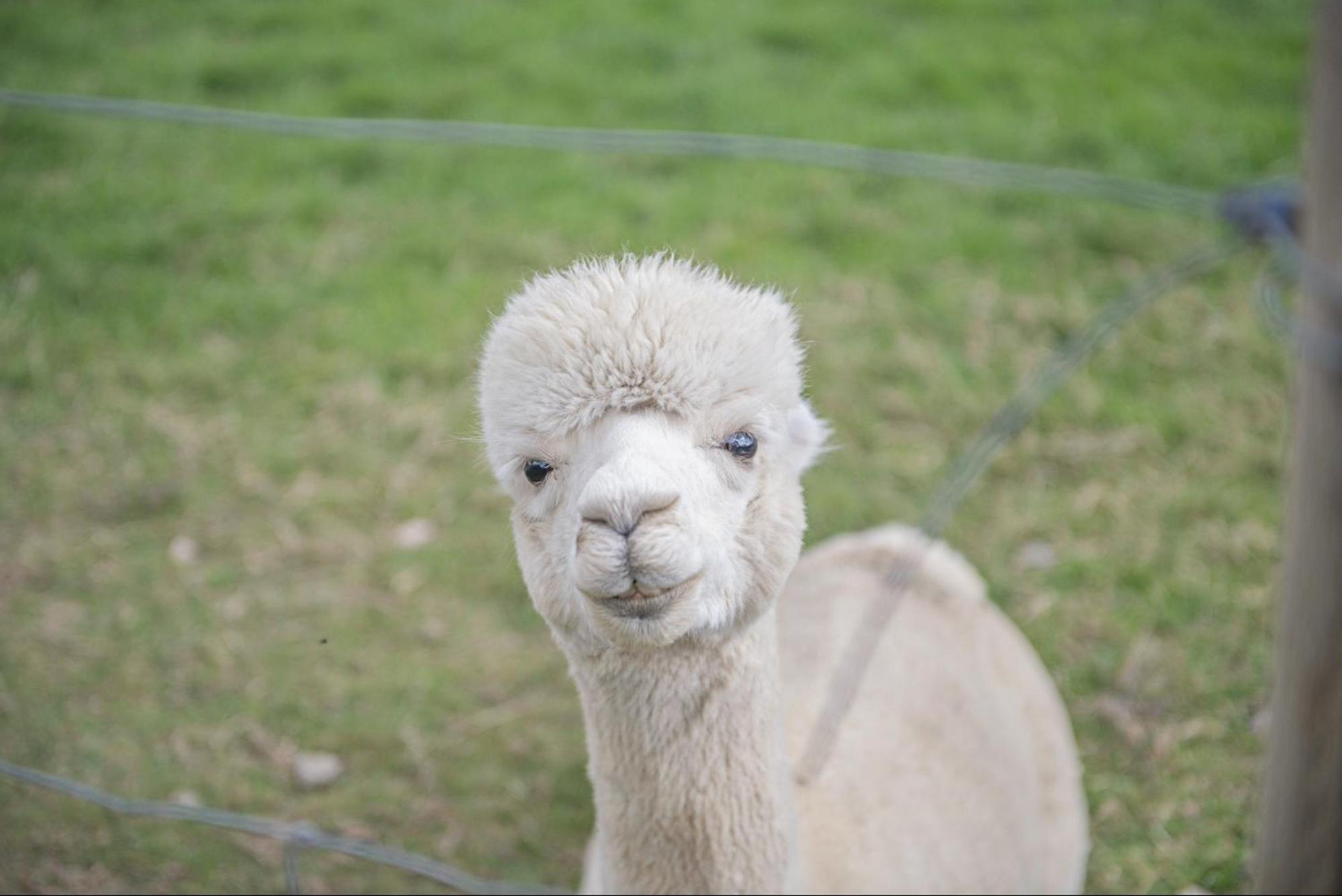 Dartmoor Reach Alpaca Farm Heated Cabins 5 Mins Drive To Dartmoor Bovey Tracey Bagian luar foto