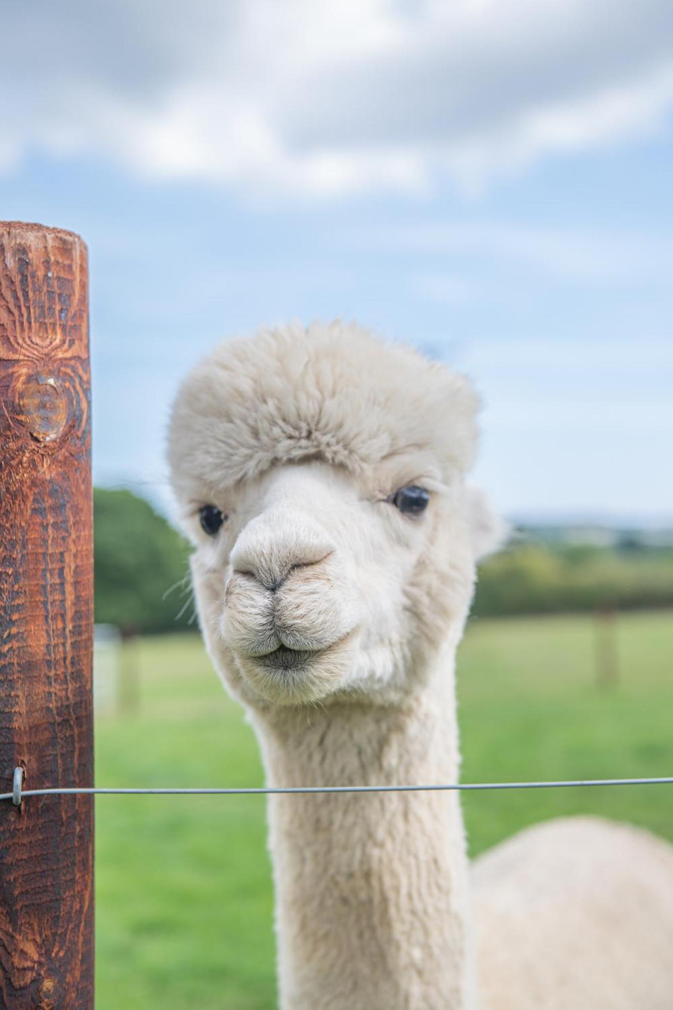 Dartmoor Reach Alpaca Farm Heated Cabins 5 Mins Drive To Dartmoor Bovey Tracey Ruang foto