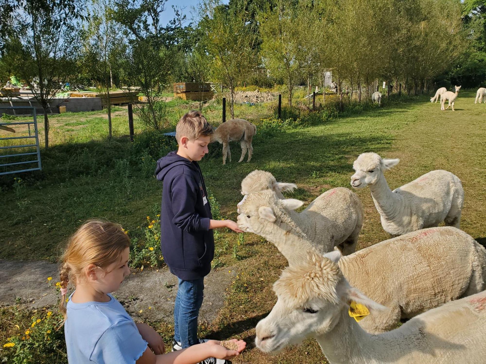 Dartmoor Reach Alpaca Farm Heated Cabins 5 Mins Drive To Dartmoor Bovey Tracey Bagian luar foto